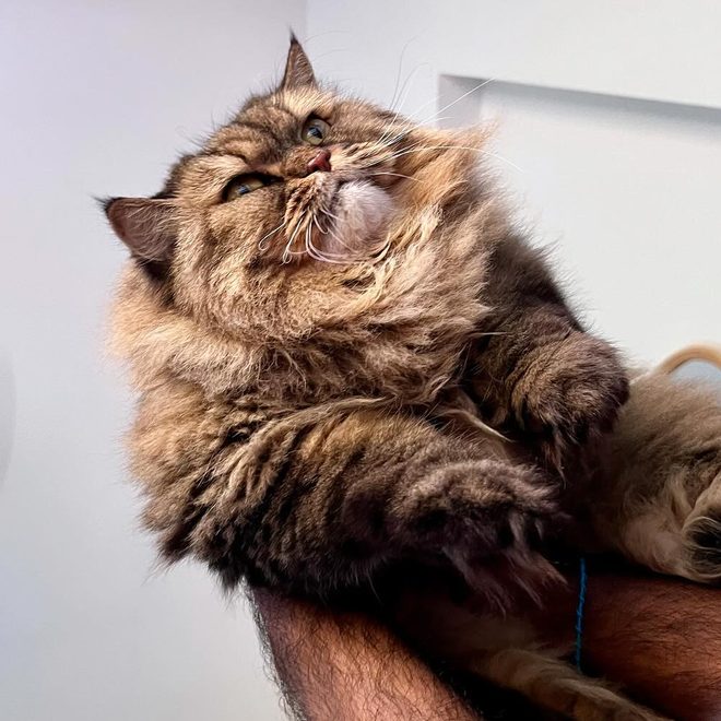 Piggy, Varun's cat.