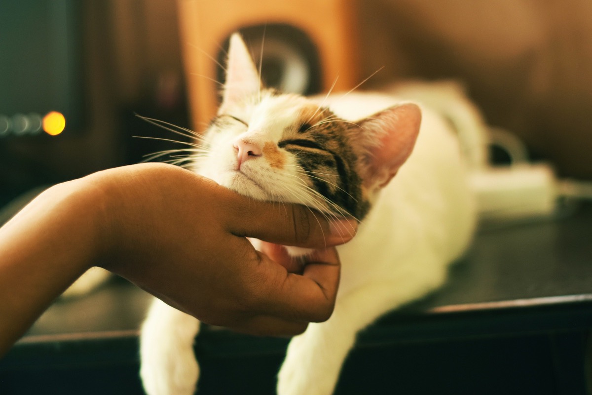 A ginger-and-white cat held under the chin, eyes closed, leaning into the hand.